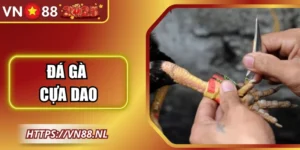 Đá Gà Cựa Dao Tại VN88: Tổng Quan, Kỹ Thuật Và Chiến Thuật