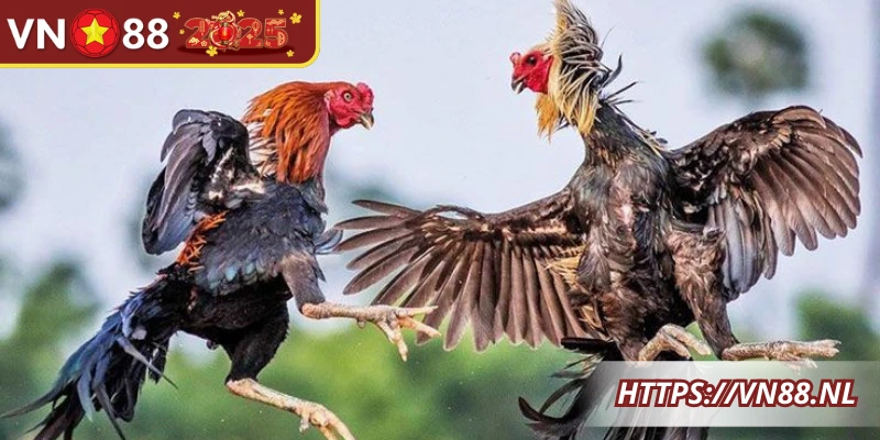 Đá gà cựa dao mang đến kỹ thuật, chiến thuật và sức mạnh tổng hợp