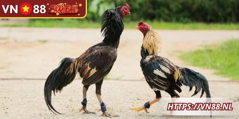 Nắm vững kỹ thuật và chiến thuật đá gà cựa dao thông minh