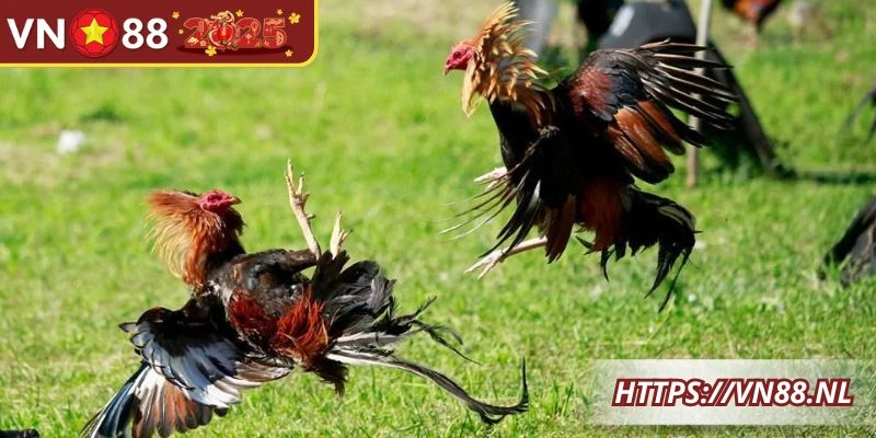Những điểm nổi bật khi cược các trận chiến kê trên nền tảng