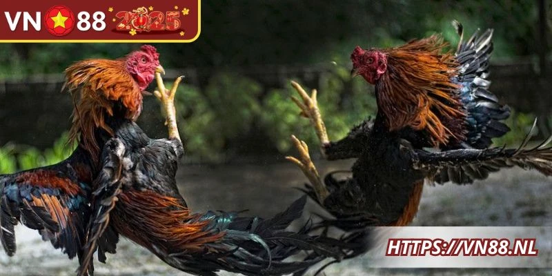 Thông tin tổng quan về sảnh game đá gà tại nhà cái