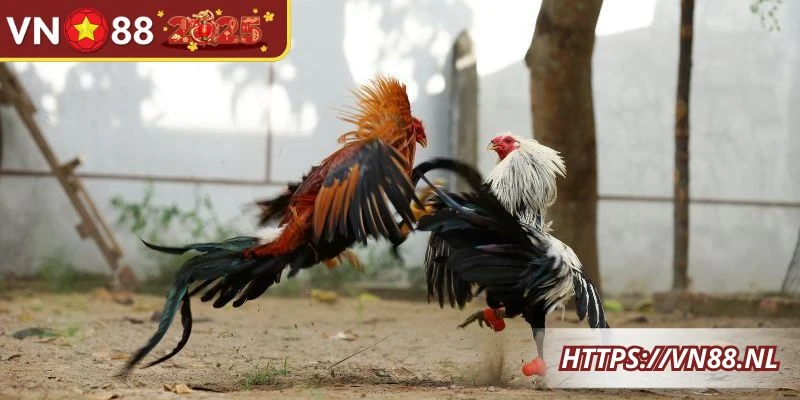 Những tựa game đá gà được nhiều người yêu thích