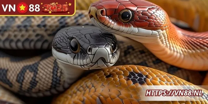 Mơ thấy 2 con rắn mang tới may mắn về lô đề cho chủ