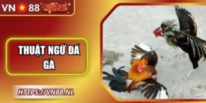 Thuật Ngữ Đá Gà Giúp Người Chơi Hiểu Rõ Từng Trận Đấu