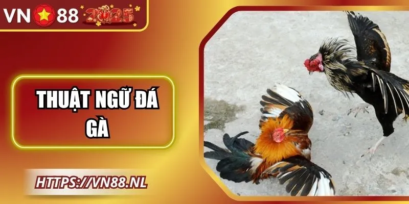 Thuật Ngữ Đá Gà Giúp Người Chơi Hiểu Rõ Từng Trận Đấu