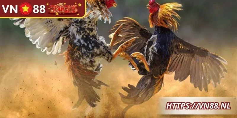 Nắm rõ các thuật ngữ đá gà để hiểu rõ trận đấu kịch tính