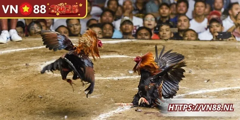 Nhận diện lối chơi của chiến kê để có lựa chọn cược phù hợp
