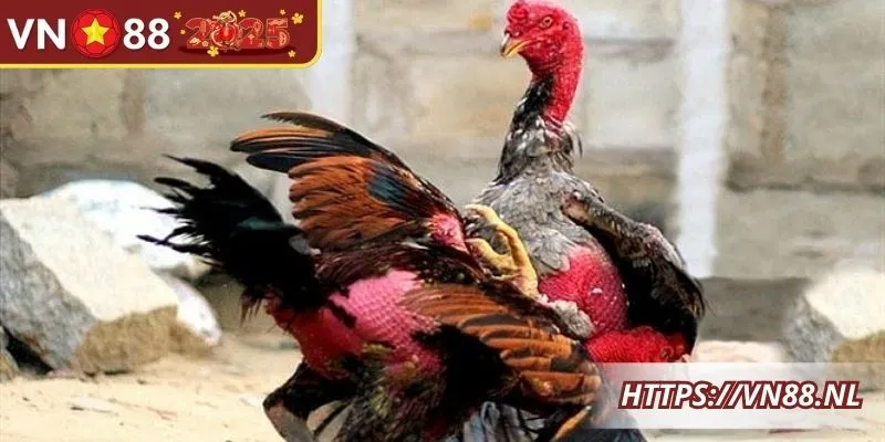 Thuật ngữ đá gà phân biệt giữa các thể loại thi đấu