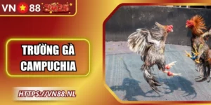 Trường Gà Campuchia VN88: Tổng Quan, Quy Tắc, Kinh Nghiệm
