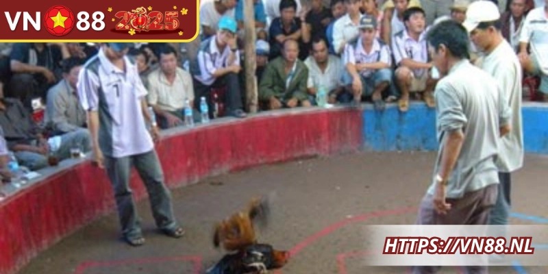 Áp dụng kinh nghiệm giúp tận hưởng trọn vẹn trường gà Campuchia
