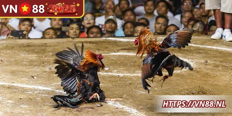 Góc nhìn sơ lược về trường gà campuchia