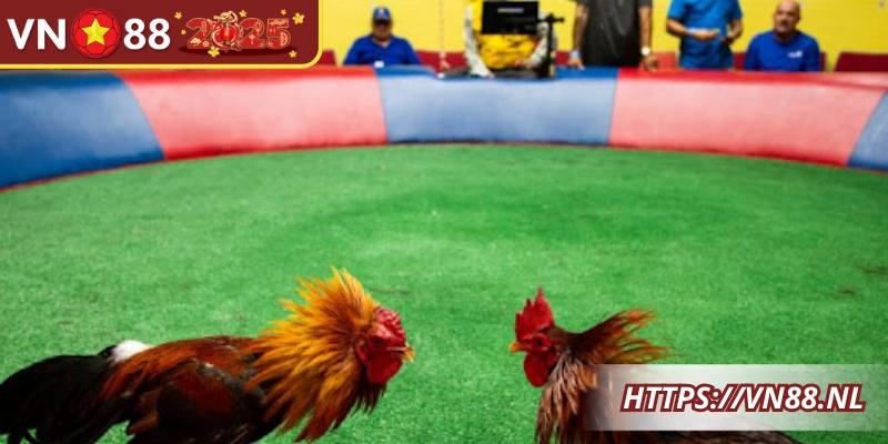 Hiểu luật, chuẩn bị và quan sát giúp theo dõi trận đấu hiệu quả